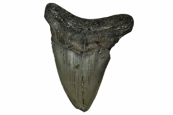Serrated, Juvenile Megalodon Tooth - North Carolina #351185